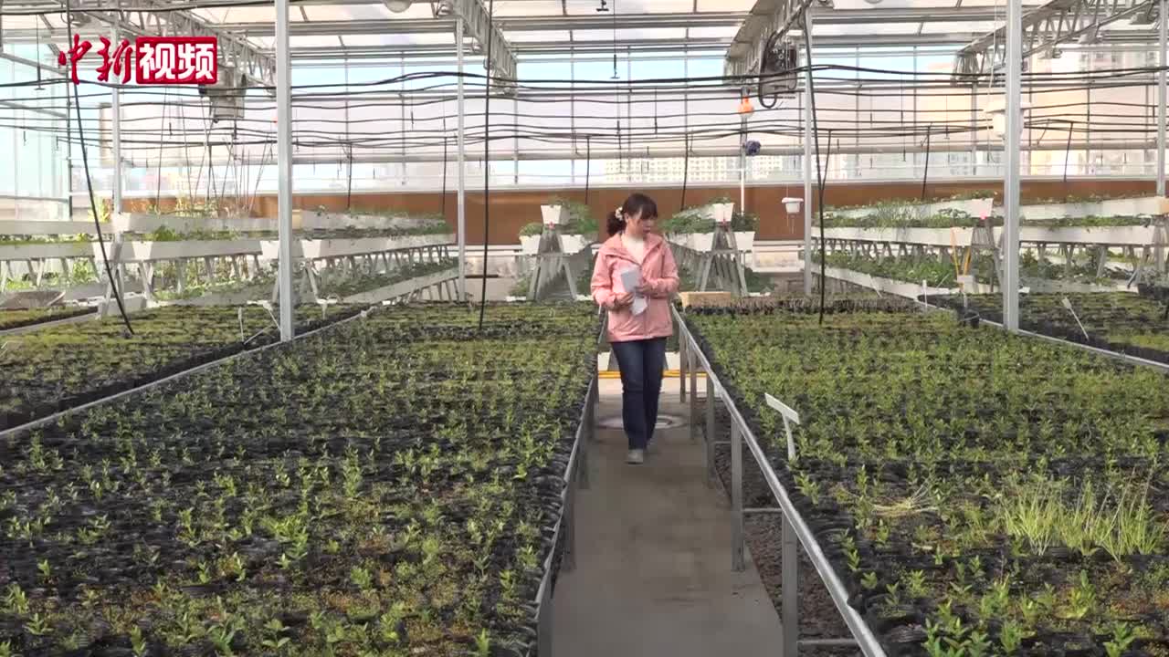 【两会声音】姜成英代表：油橄榄本土化破局高价“国产油”