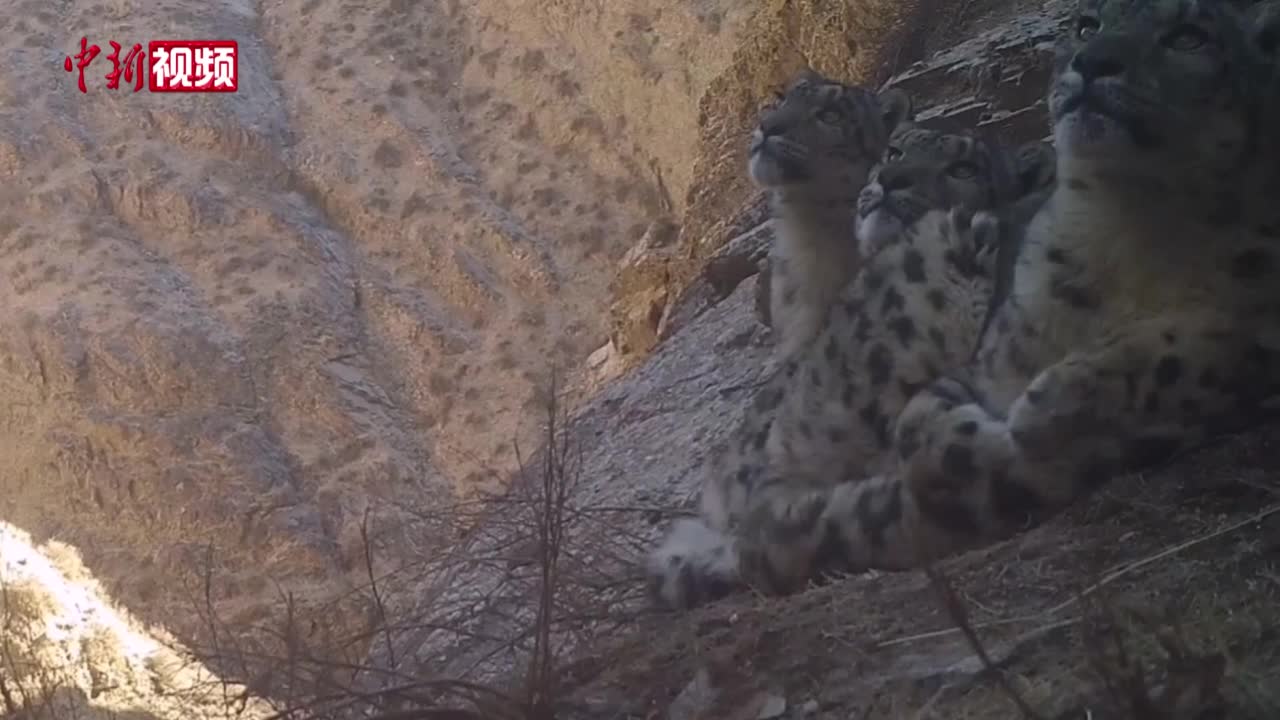 甘肃：雪豹“一家三口” 望天发呆