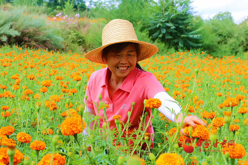 【小康圆梦·看甘肃】礼县：千亩菊花齐绽放 百户花农喜增收
