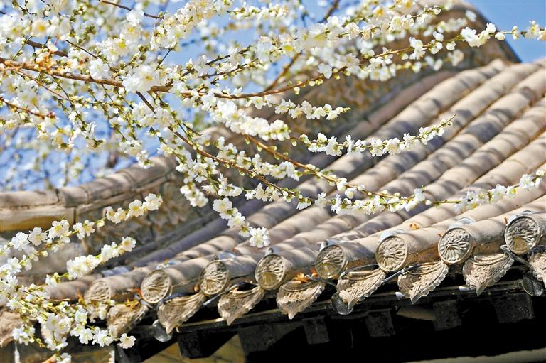 春到兰州 繁花围城