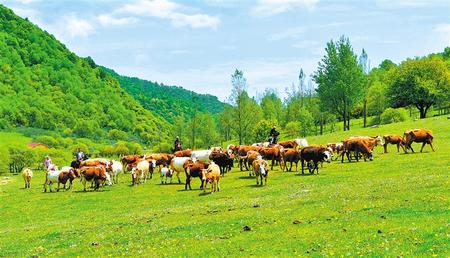 甘肃推动实施“六大特色农业产业”精准脱贫追踪报道之牛产业 牛劲十足有奔头