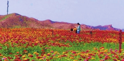 白银市景泰县黄河石林大景区“花映盛世”景观带