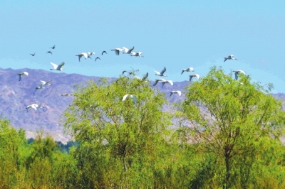 张掖黑河湿地国家级自然保护区高台段