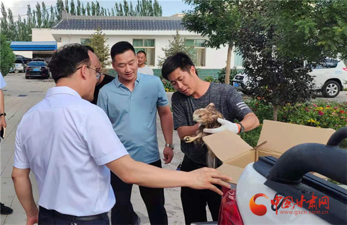 酒泉瓜州：国家二级保护动物鵟“落难” 群众热心救助