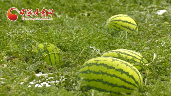 【小康圆梦·看甘肃】靖远：石头缝里种出“甜日子”