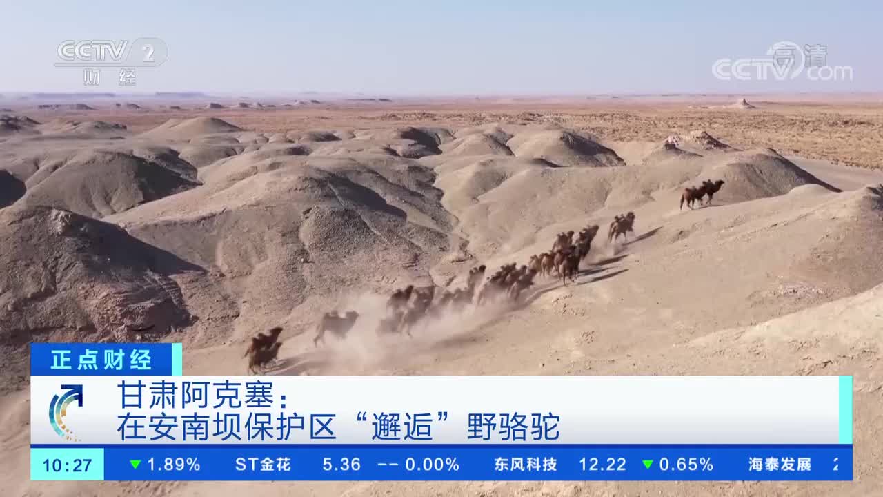 甘肃阿克塞：在安南坝保护区“邂逅”野骆驼