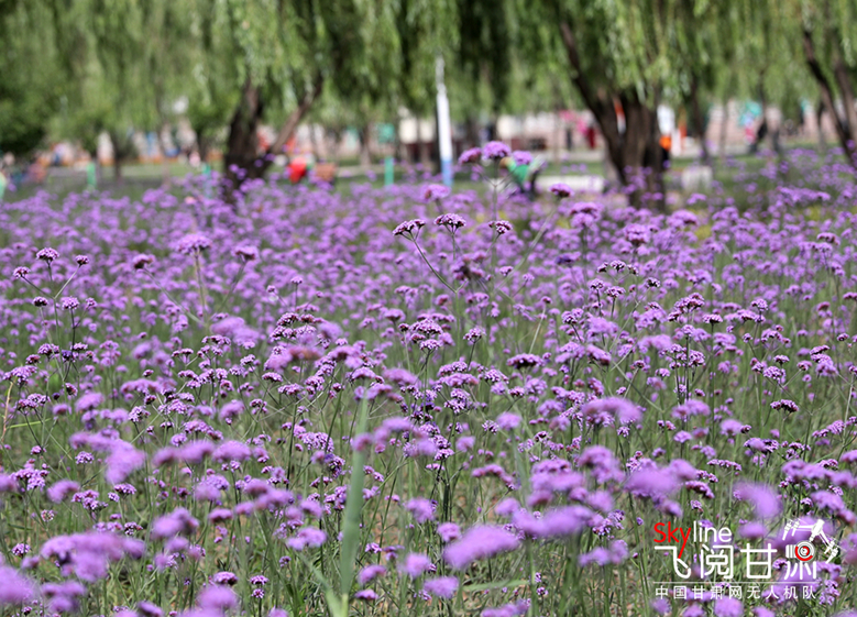【飞阅甘肃】绚烂花堤扮靓黄河之滨