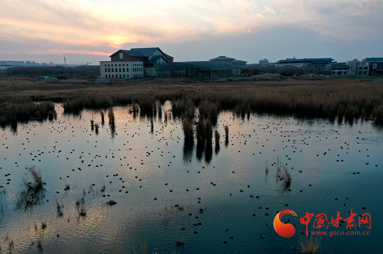 甘州：生态家园 候鸟翔集