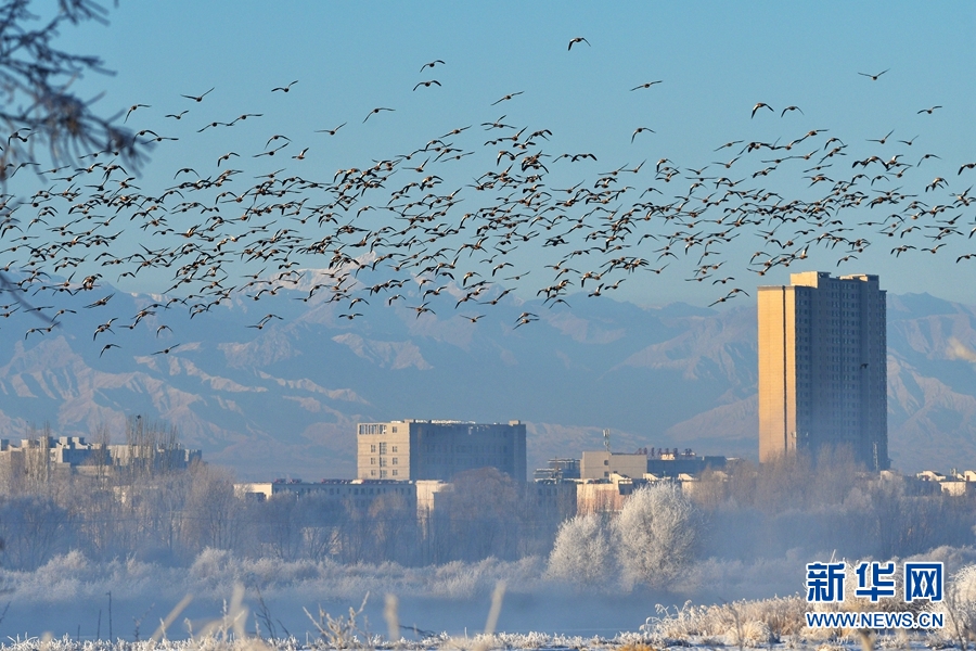 黑河湿地雾淞美 越冬候鸟舞翩跹