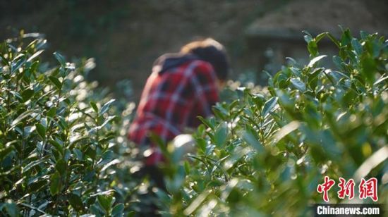 图为陇南文县范坝镇茶农采摘“明前茶”。(资料图) 魏建军 摄 图为陇南文县范坝镇茶农采摘“明前茶”。(资料图) 魏建军 摄