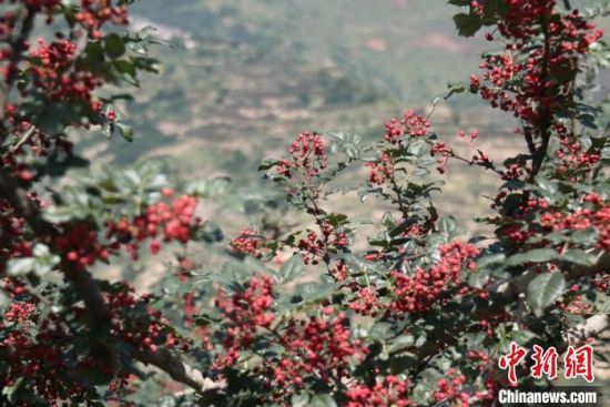 图为陇南市武都区的花椒。(资料图) 闫姣 摄 图为陇南市武都区的花椒。(资料图) 闫姣 摄