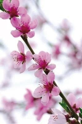 兰州交警发布桃花旅游节出行提示