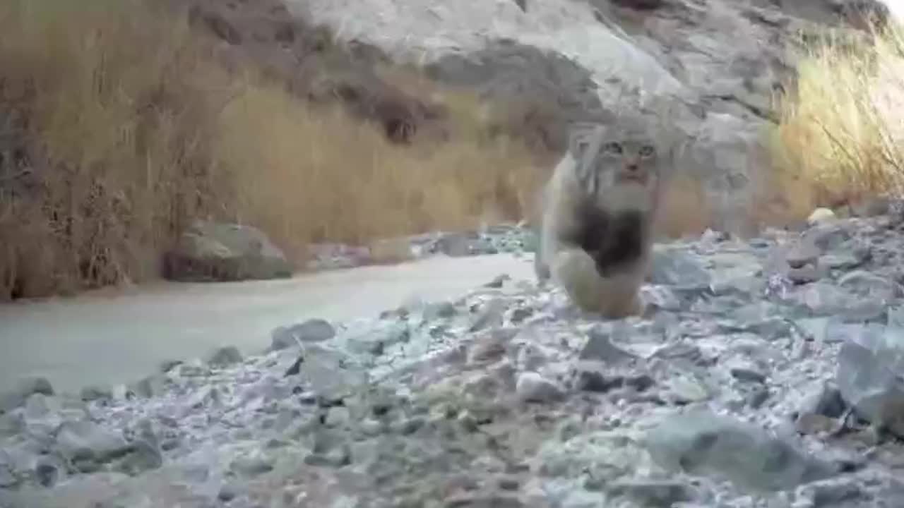 萌态可掬！濒危野生动物兔狲亮相甘肃一保护区