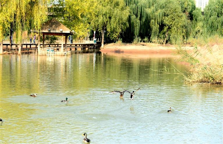 兰州银滩湿地公园秋色宜人