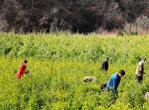 筑巢引凤涌春潮
