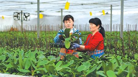 临洮县花卉产业蓬勃兴起