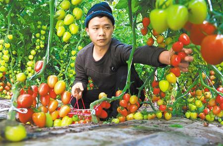 甘肃敦煌：设施果蔬供应节日市场