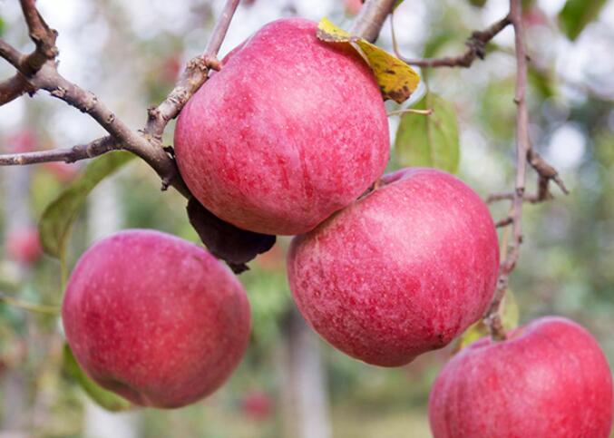 苹果产业焕发新生机