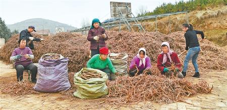 中药材产业助农增收致富