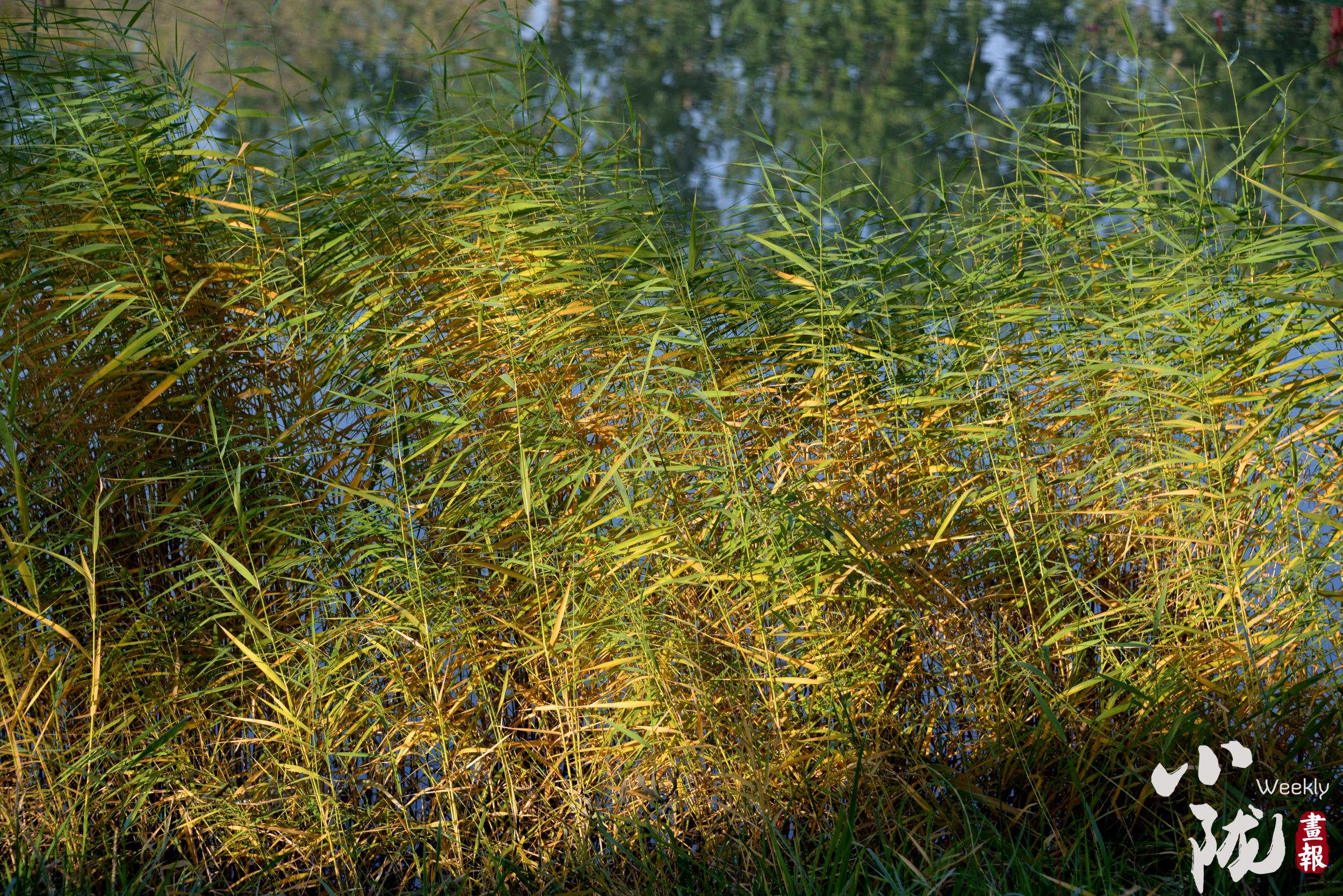 阴雨天气即将“上线”最高气温“跌跌不休”