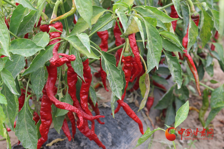 【小康圆梦·看甘肃】高台罗城镇：“辣”出产业路 “椒”出致富经