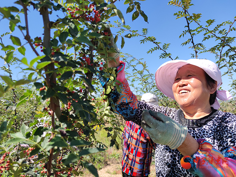 【小康圆梦·看甘肃】灵台：小花椒奏响乡村振兴“椒”响曲