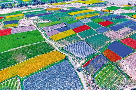 甘肃：解决“卡脖子”难题 共创种业振兴之路