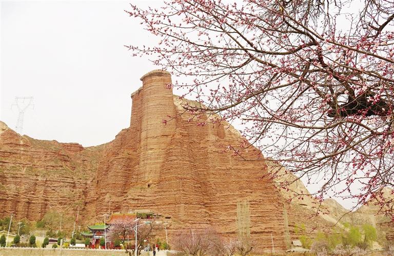 人间三月满眼春 唐汪杏花始盛开