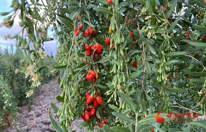 瓜州：打造农产品品牌 推动农业增效农民增收