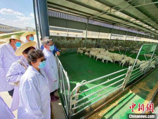 华媒代表们参观庆环肉羊制种基地。 高展 摄 华媒代表们参观庆环肉羊制种基地。 高展 摄