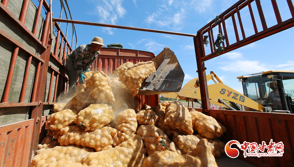 【甘肃省“100系列”献礼建党百年】物华天宝润陇原·甘肃嘉峪关：高原夏菜采收忙