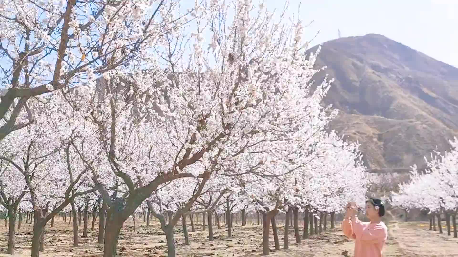 人间三月满眼春 唐汪杏花始盛开