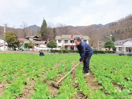 陇南：农田管护促增收