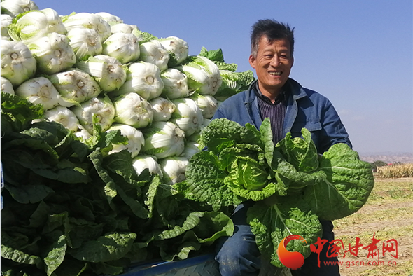 靖远：秋菜收 菜农乐
