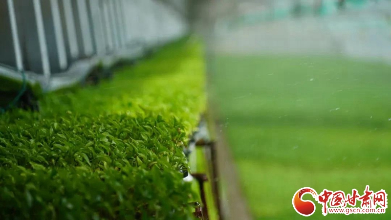 【甘肃省决战决胜脱贫攻坚·产业扶贫】永昌县焦家庄镇：高原夏菜鼓起农户“钱袋子”