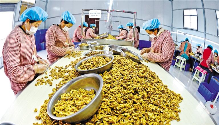 我和我的家乡丨成县金葡村：鸡峰山上百草香