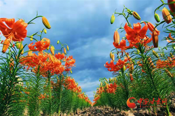 【甘肃省“100系列”献礼建党百年】物华天宝润陇原·兰州榆中：百合花开红艳艳 产业发展促增收