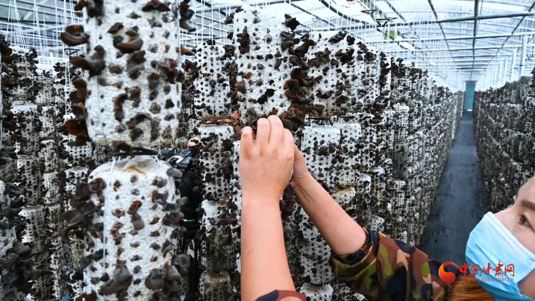 【小康圆梦·看甘肃】漳县：小菌棒敲开“致富门”