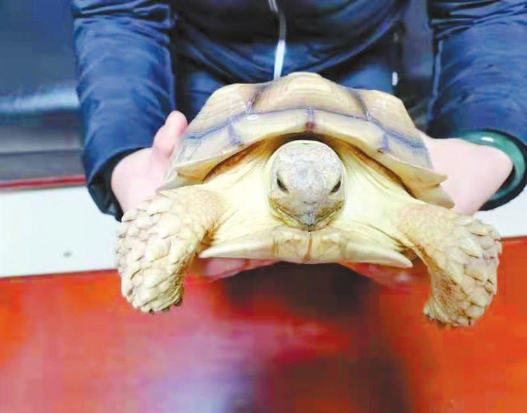 兰州森林公安破获3起危害珍贵、濒危野生动物案件