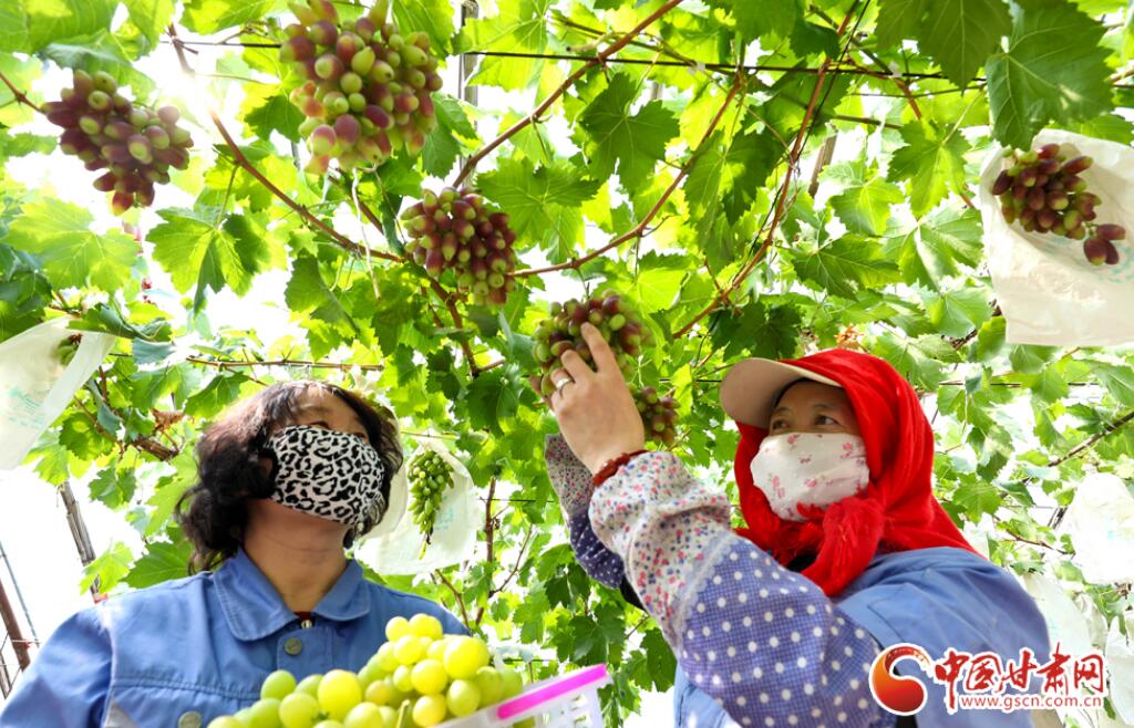 【陇拍客】甘肃临泽：祁连山下“阳光玫瑰”葡萄抢先上市