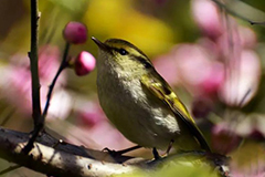 春天早已花开成海