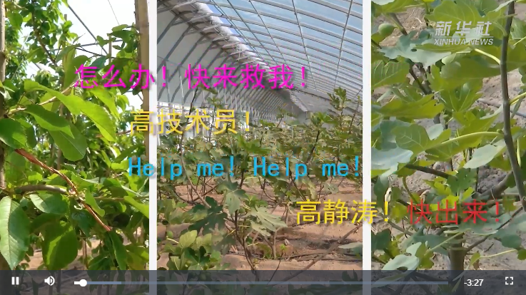 Vlog｜沙漠里的“群聊发起人”