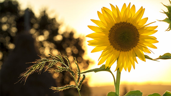 甘肃：持续高温 部分地区最高温39℃