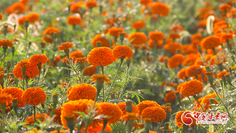 【小康圆梦·看甘肃】崇信：万寿菊喜获丰收 铺就致富“黄金路”