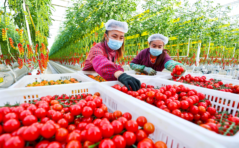 【陇拍客】甘肃张掖：隆冬时节戈壁农业果菜飘香