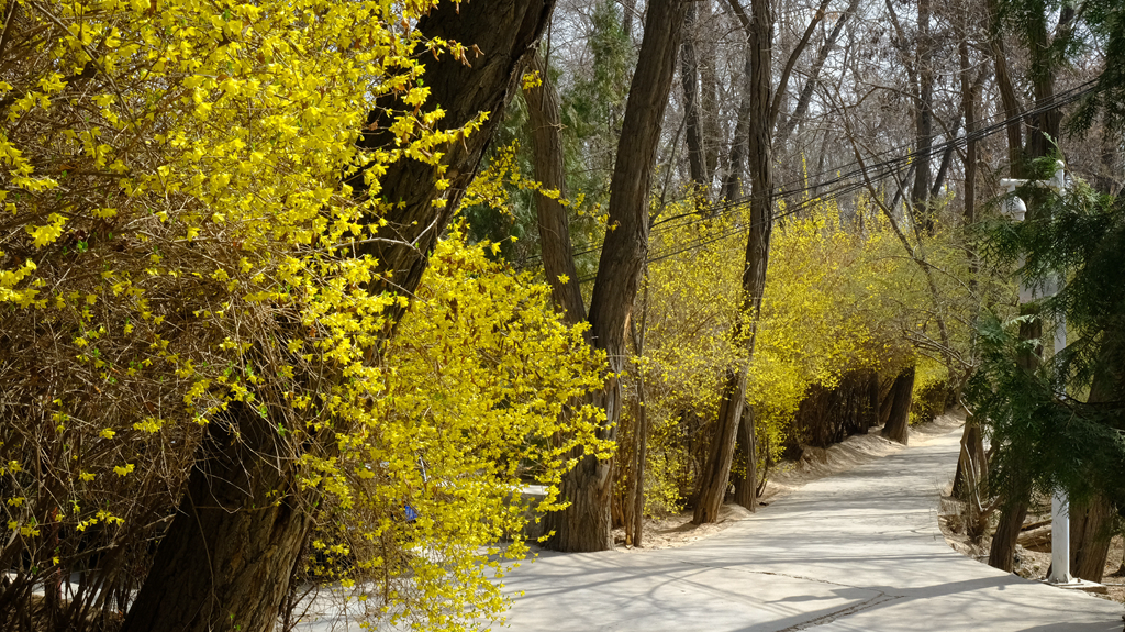 清明将至兰州市文明办发出《致全市人民的一封信》