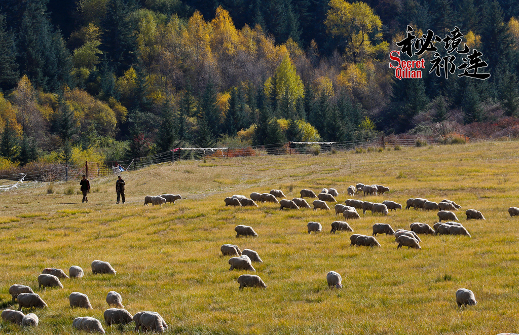 【秘境祁连·第8期】从七彩张掖出发 寻找“湿地之城”的颜色