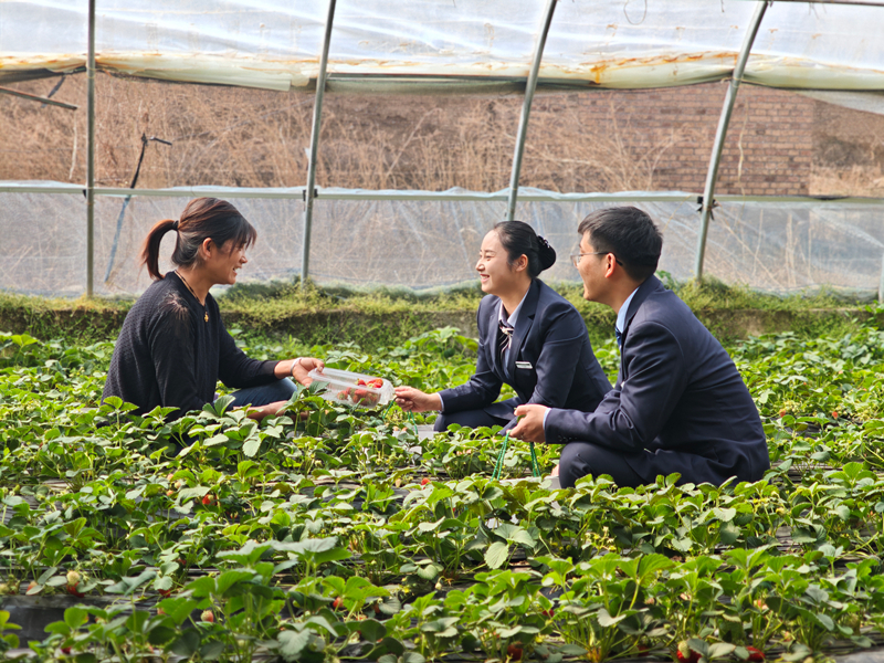 新春走基层|邮储银行“产业贷”暖心护航高原夏菜供应链