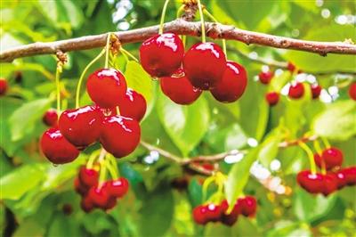 五一游甘肃丨红了！景泰沙漠樱桃等你来摘