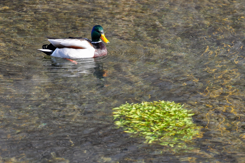 【陇拍客】张掖甘州：野鸭戏水欢 寒冬添暖意
